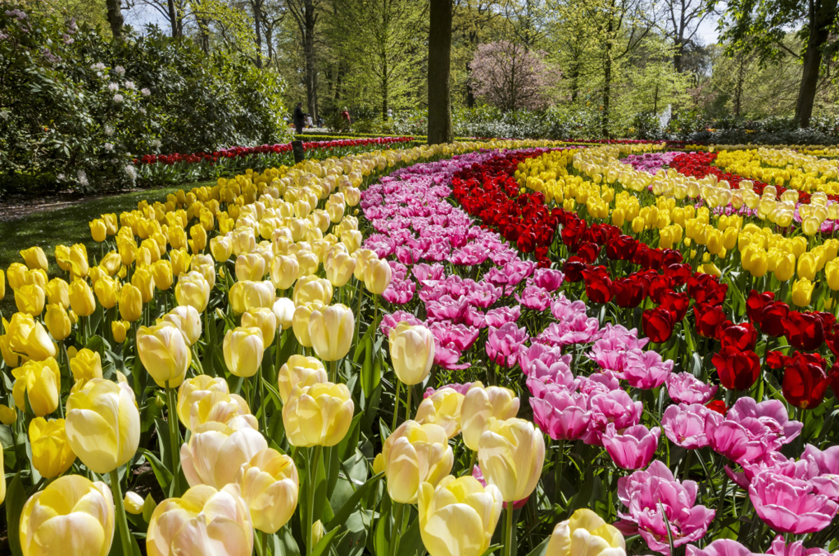 Keukenhof  – Zahrada holandských tulipánů